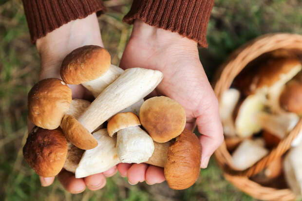 Экс-сенатор Епифанова: за сбор редких грибов грозят штрафы до 1 млн рублей