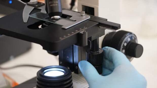 Посудное дело: в РФ создали самые быстроразлагающиеся тарелки и стаканы из отрубей