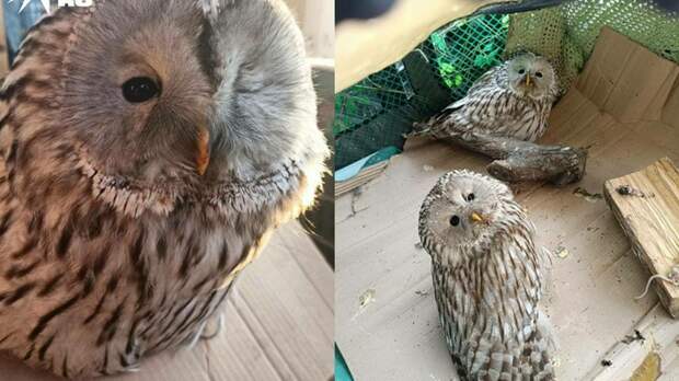 Спасенные совы / Фото: