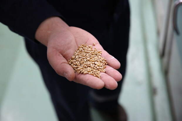 В первом квартале из Нижегородской области экспортировано более 5 тысяч тонн пшеницы