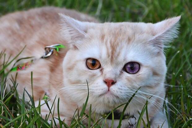 15. Пульс у кошки в 2 раза быстрее человеческого: от 110 до 150 ударов в минуту. 15. Пульс у кошки в 2 раза быстрее человеческого: от 110 до 150 ударов в минуту. кот, кошка, факты