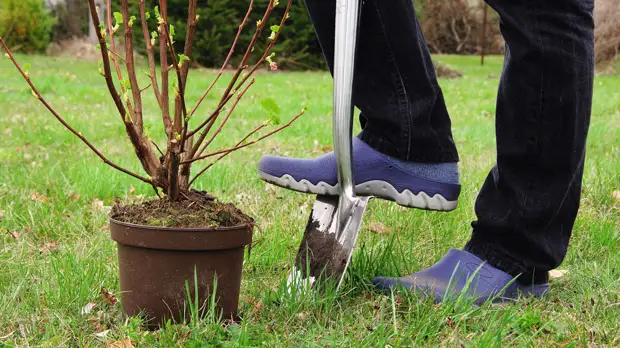 Как добиться максимальной приживаемости саженцев: 7 простых правил
