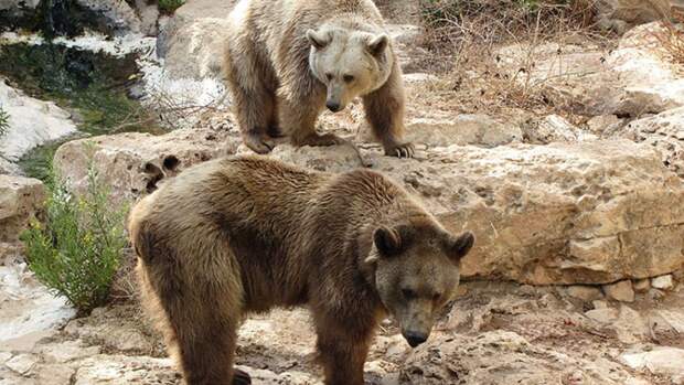 Медведь приблизился к палатке во время отдыха Путина в сибирском лесу