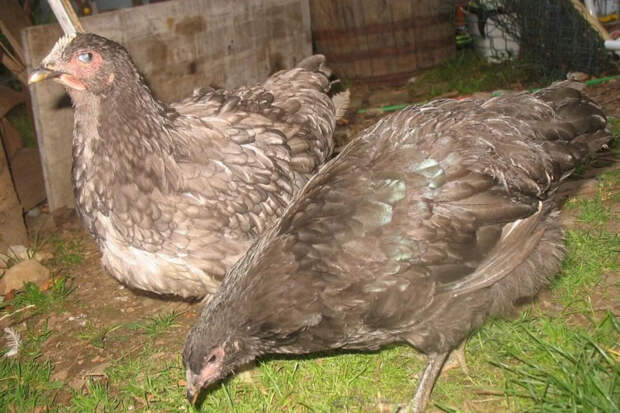 Джерсийский гигант: почти индюшка, но курица. Стоит ли заводить тяжеловесов на подворье?