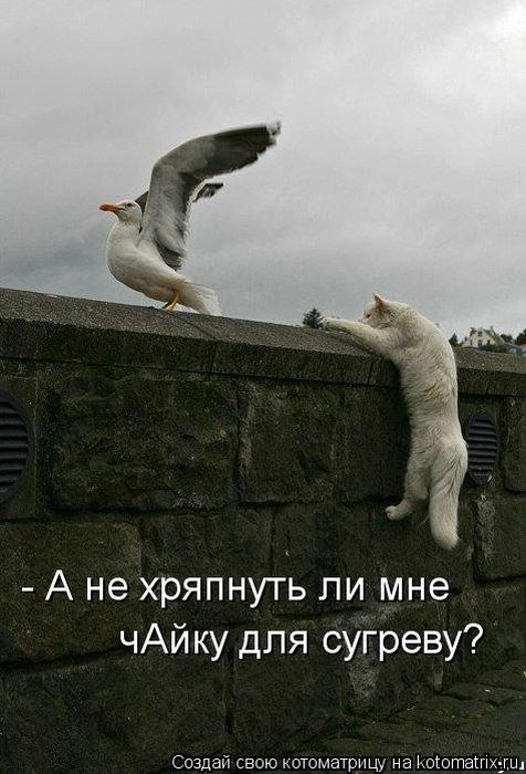 Лучшие котоматрицы недели Лучшие котоматрицы недели