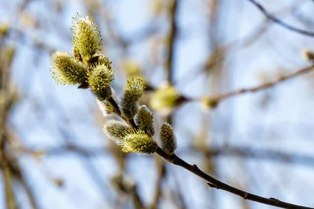 Священник рассказал, что запрещено делать в Вербное воскресенье