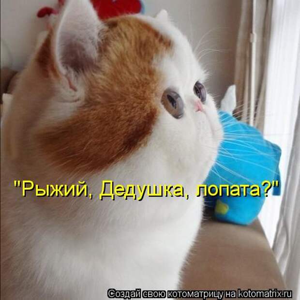 Котоматрица: "Рыжий, Дедушка, лопата?"