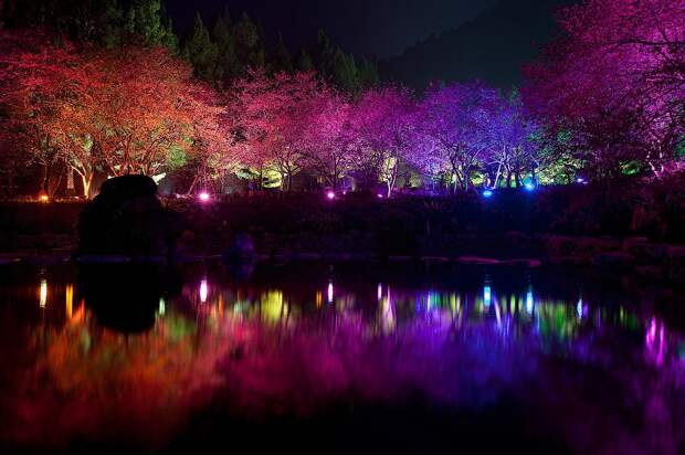 фестиваль цветения вишни - "Cherry Blossom" (Вишнёвый цвет) в Тайване
