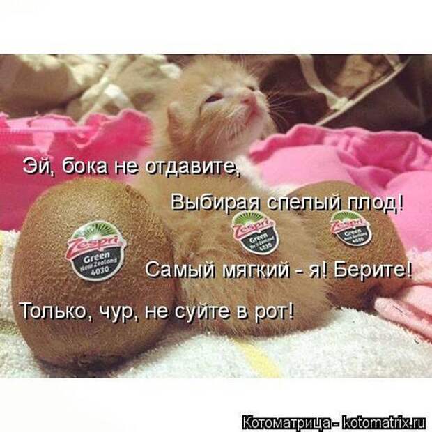 Лучшие котоматрицы недели