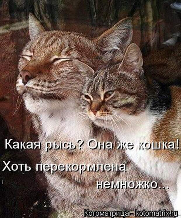 Лучшие котоматрицы недели