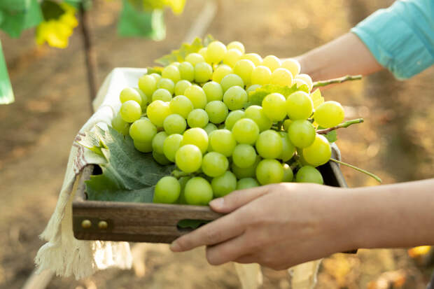 Диетолог Дианова составила рейтинг самых важных для женского здоровья продуктов