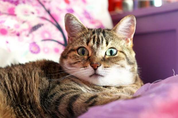 12. Если ученый заводит себе питомца, это чаще бывает кошка, чем собака. 12. Если ученый заводит себе питомца, это чаще бывает кошка, чем собака. кот, кошка, факты