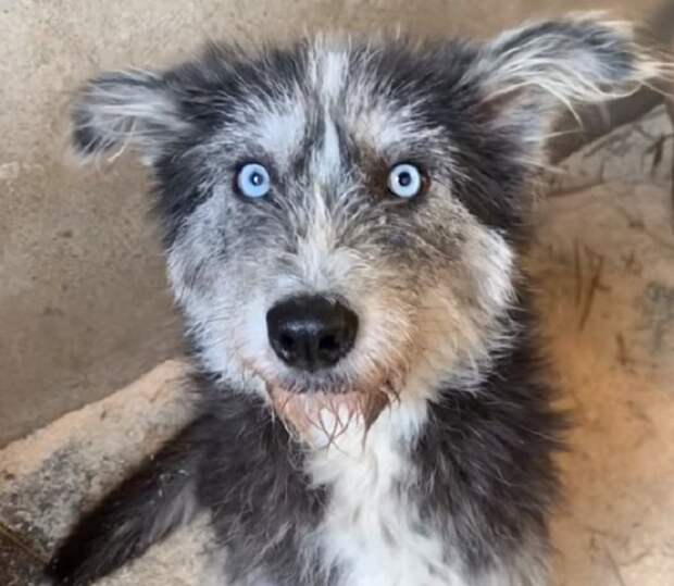 Собака с голубыми глазами 