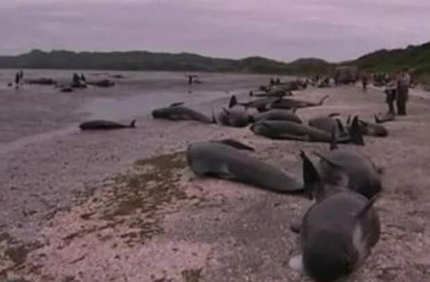 В Новой Зеландии киты снова выбросились на берег, шесть из них погибли