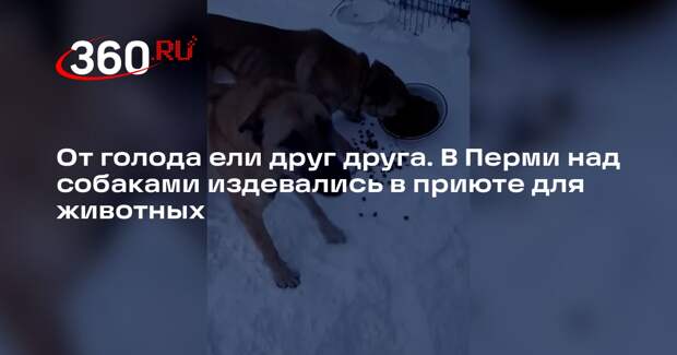 В Перми завели дело о жестоком обращении после проверки собачьего приюта