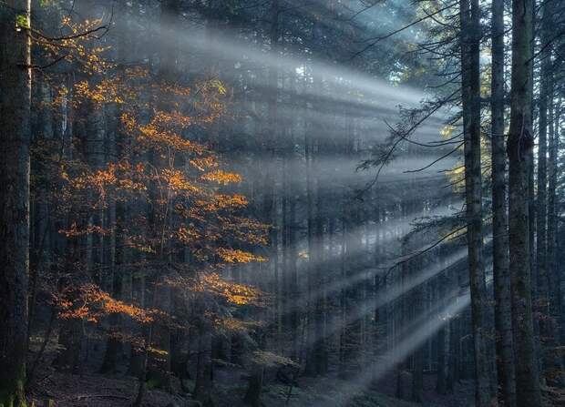 Волшебная красота лесов, которую никто не видит, потому что не смотрит вверх 