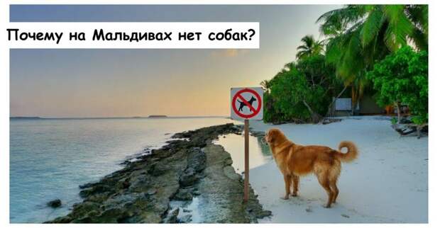 Почему на Мальдивах нет собак?