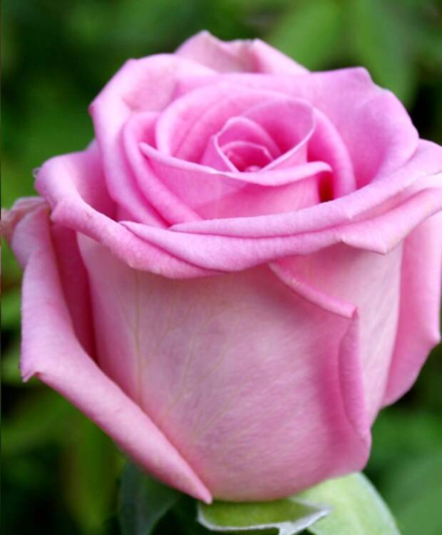 роза Генрих Мюнх фото, разновидности роз, уход за розой