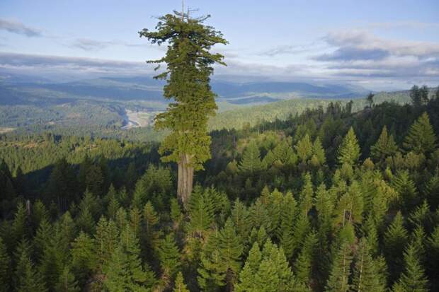 Царапая небо ветвями: самые высокие деревья мира