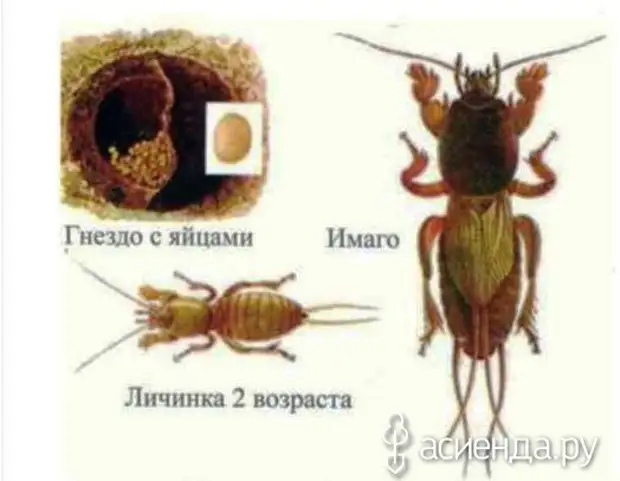 Стадии развития медведки в картинках