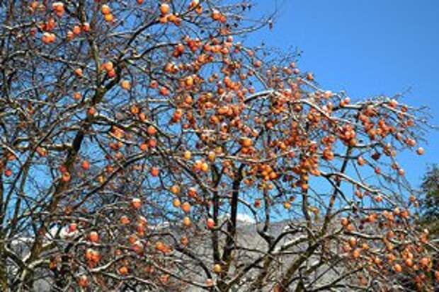 хурма витамины