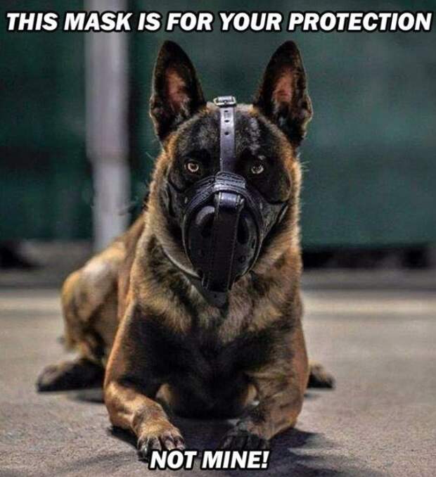 service dog memes always bring out the smiles 257 Service dog memes always bring out the smiles (40 Photos)