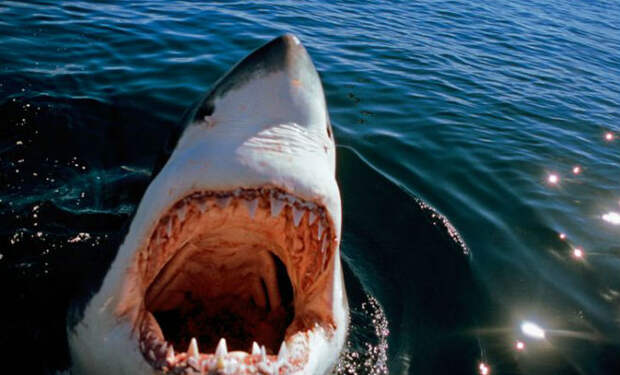 Косатка: хищник, которого боятся белые акулы