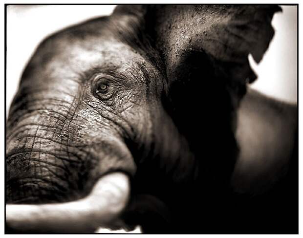 фотографии африки. Nick Brandt