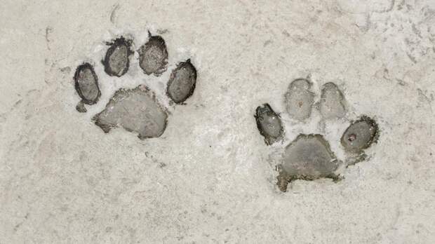 В Индии обнаружили отпечаток лапы, который мог оставить древний представитель семейства кошачьих