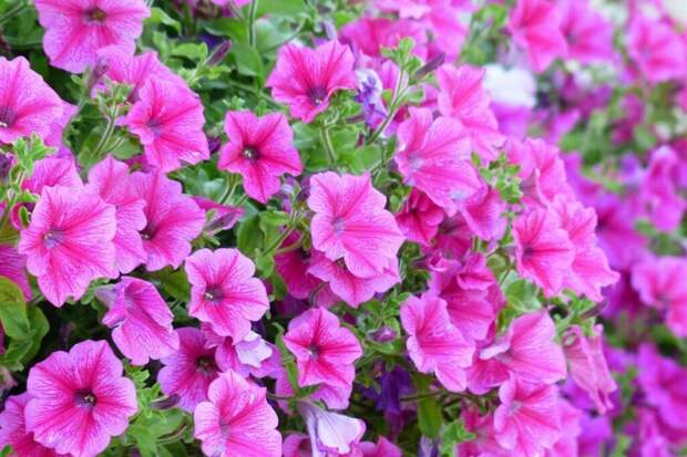 Как сеять петунию на рассаду: главная ошибка с семенами-«пылинками»