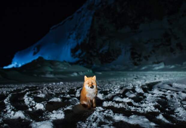 Лисица в ночи алеутские острова, аляска, кори арнольд, рыбалка, фотография