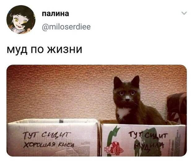 твит про кота