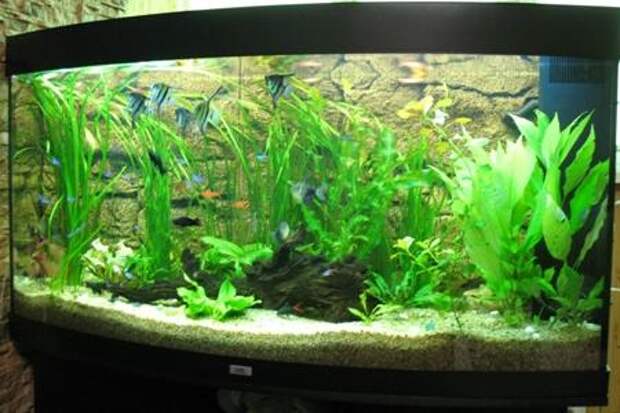 аквариум для растений