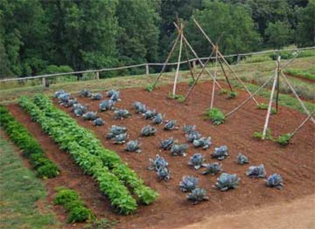 vegetable-garden-start (360x263, 18Kb)
