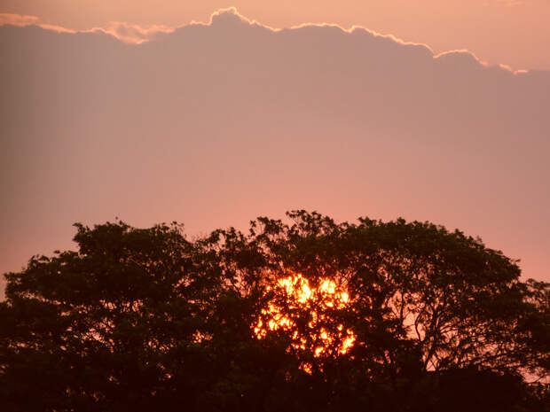 Sun and tree by Elieser Botelho da Silva on 500px.com