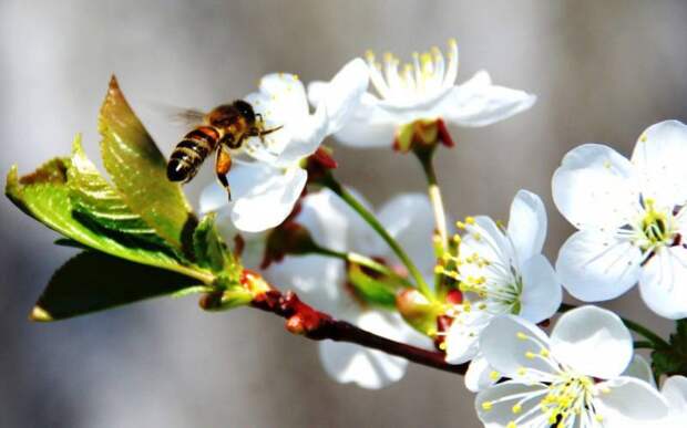 Как в Пудов день 28 апреля с помощью пчел проверяли будущего мужа