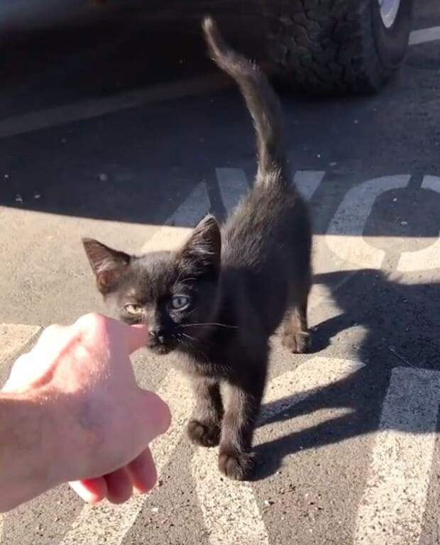 спасение котенка котенок на улице