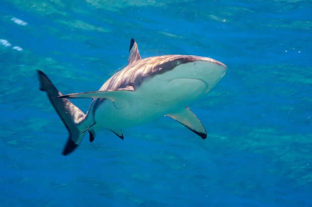 9News: в Сиднее закрыто 20 пляжей после атак акул на серферов