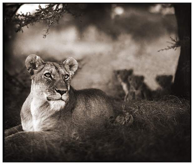 фотографии африки. Nick Brandt
