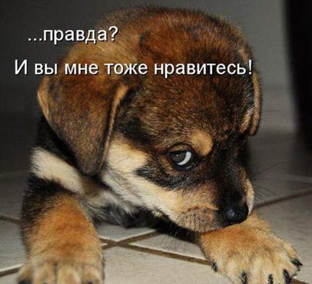 Подборка прикольных до слез картинок и мемов