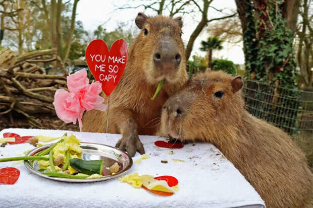 РИА Новости: дефицит капибар в России разогнал цены на них до 2 млн рублей