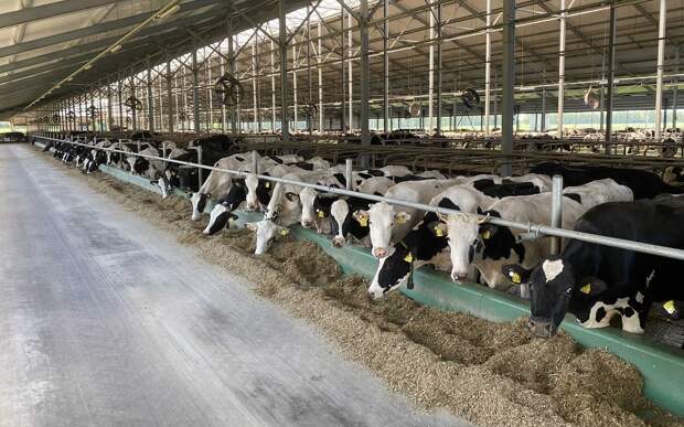 Рязанцев предупредили о мошеннической рассылке о предоставлении сведений по животным