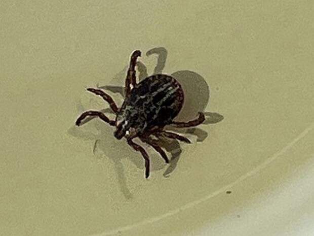 Сезон клещей официально начался — Роспотребнадзор Приморья