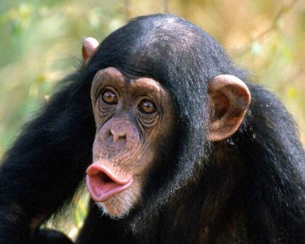 В Швейцарии у шимпанзе скоро могут появиться человеческие права ynews, голосование, права, референдум, швейцария, шимпанзе