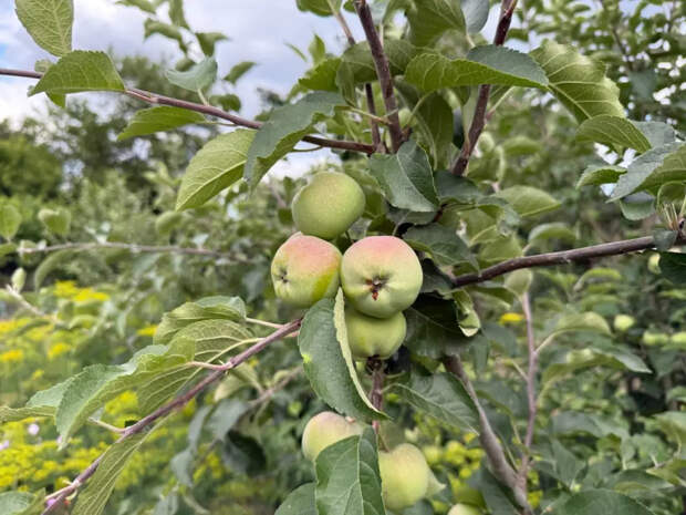 Кинул горсть под дерево — яблоки стали хрустящими и сладкими: делюсь секретом