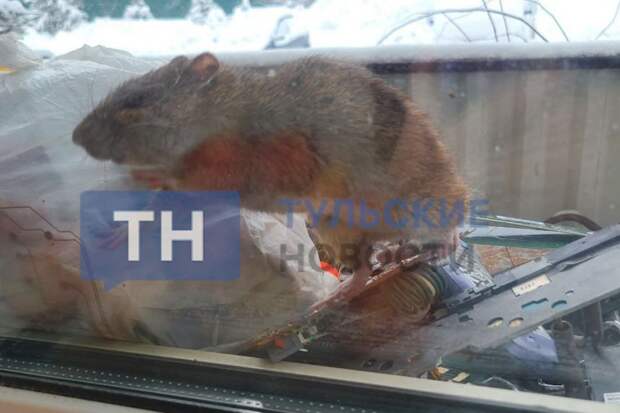 В Туле крыса на незастеклённом балконе пытается проникнуть в квартиру жительницы