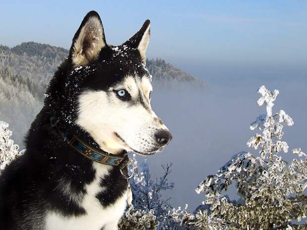 Обои Сибирские Хаски Wallpapers Syberian Husky
