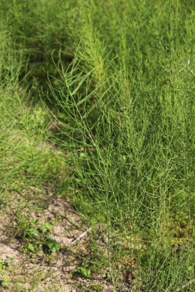 Хвощ полевой растение. Хвощ полевой (equisetum arvense). Хвощ полевой гербарий. Обыкновенный хвощ полевой. Весенний побег хвоща полевого.