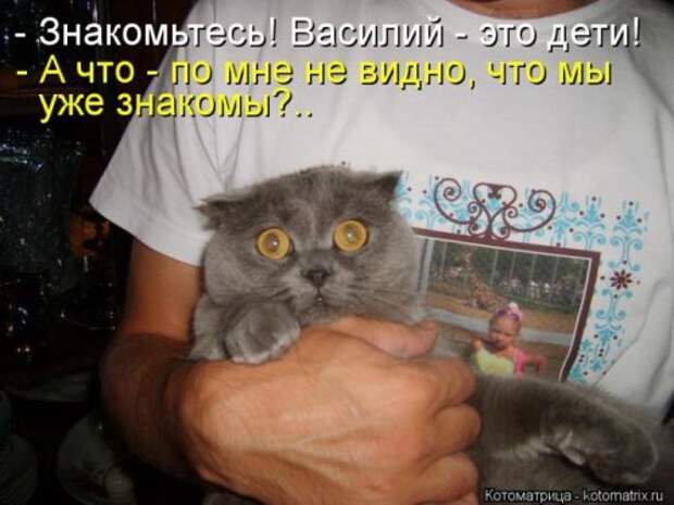 Веселая котоматрица
