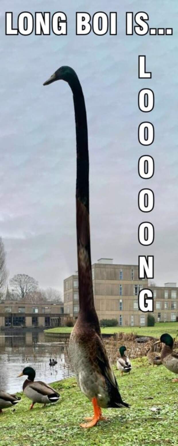 самая высокая утка в мире
